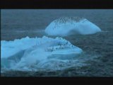 NATURE | Penguins of the Antarctic | Preview | PBS