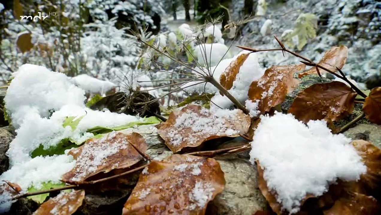 Wildes Deutschland - Das Erzgebirge
