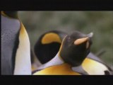 NATURE | Penguins of the Antarctic | The Paso Doble | PBS