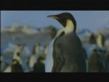 NATURE | Penguins of the Antarctic | Family Reunion | PBS