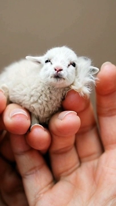 Baby sheep moving