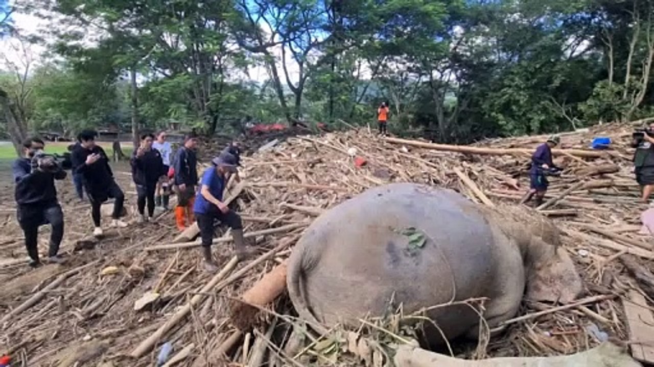 Mueren dos elefantes en una inundación repentina en Tailandia
