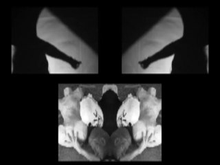 Video Art: "Fear of Pigeons" Thiago Toniatto (2015)