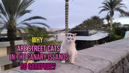 What Makes Street Cats in the Canary Islands So Carefree?❤️