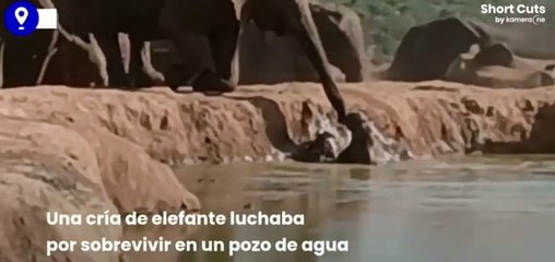 Una manada de elefantes une fuerzas para rescatar a una cría atrapada en un pozo de agua