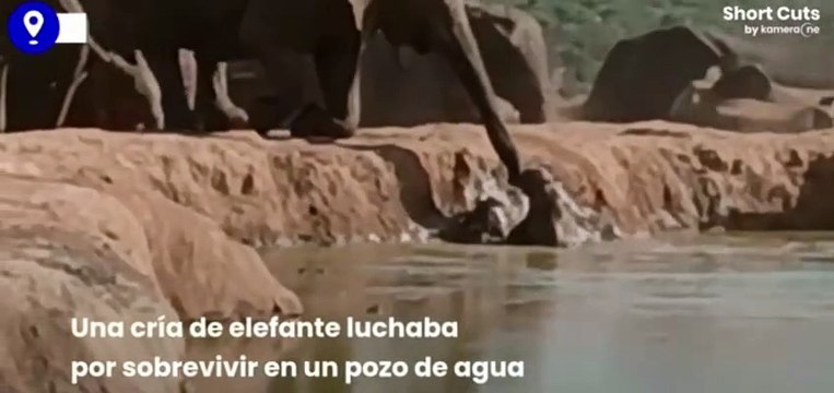 Una manada de elefantes une fuerzas para rescatar a una cría atrapada en un pozo de agua
