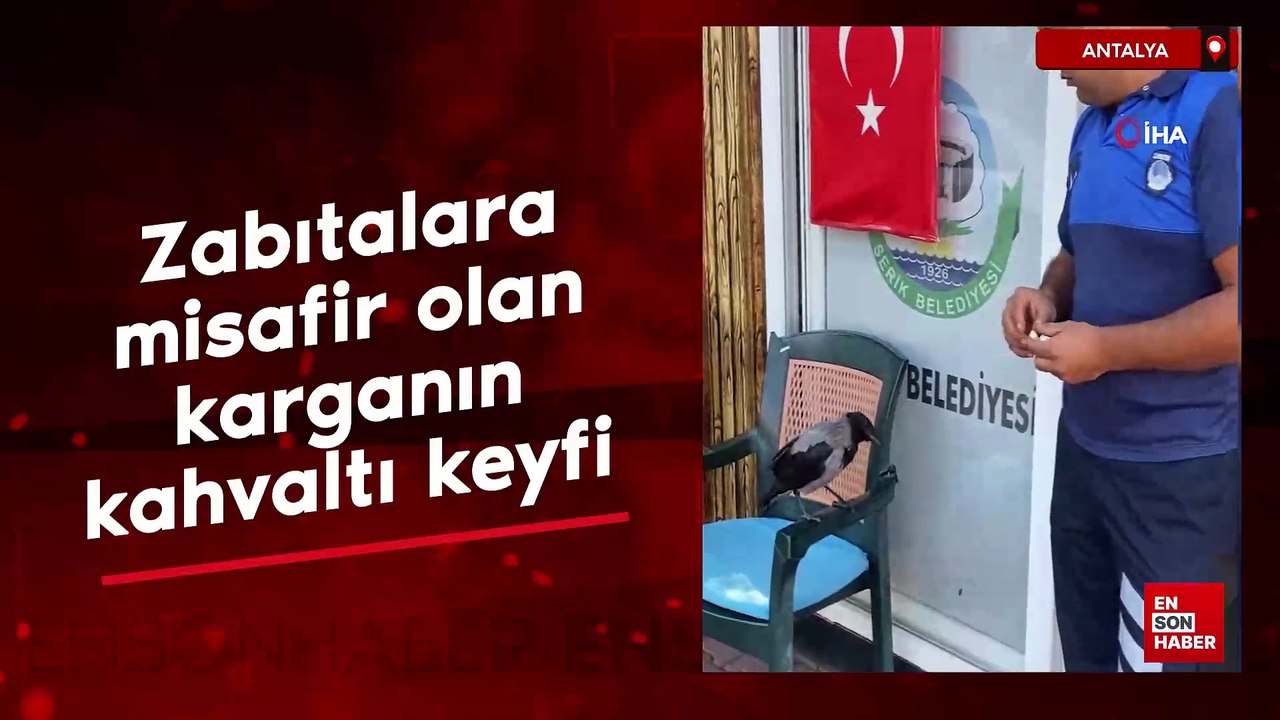 Antalya'da zabıtalara misafir olan karganın kahvaltı keyfi