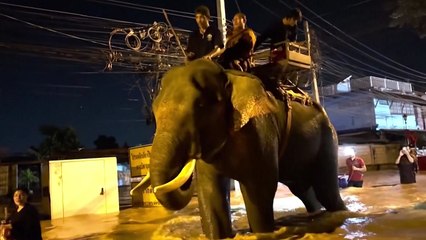 '홍수 피해' 태국 북부, 코끼리 타고 구호활동 / YTN