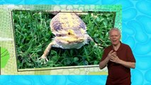 My Pet and Me S2 E17 Bearded Dragon