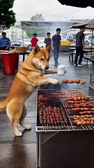 National Day Sales Gone Wrong: Free Help Leads to Unexpected Loss | Funny Dog Reactions & Adorable Pet Antics"