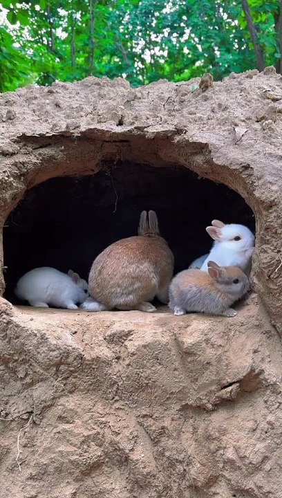 Cute rabbit 