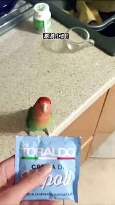 Parrot ❌ Scissors ✅