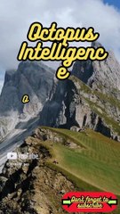 Animal Facts         Octopus Intelligence         #shorts