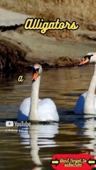 Animal Facts        Alligators          #shorts (2)