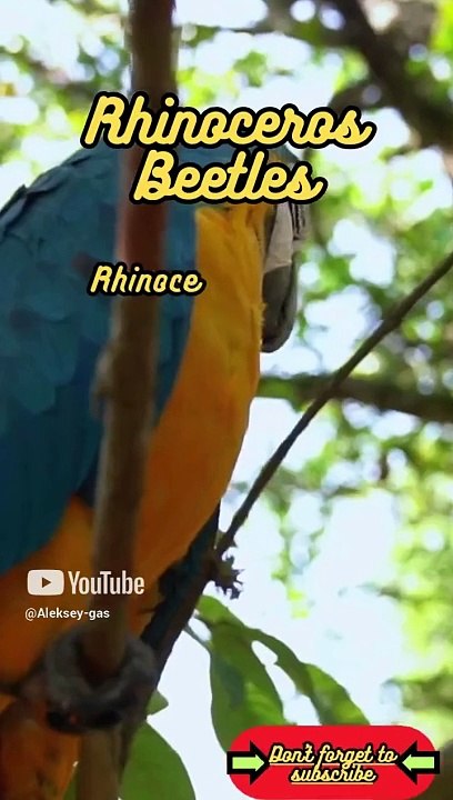 Animal Facts         Rhinoceros Beetles         #shorts
