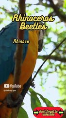 Animal Facts         Rhinoceros Beetles         #shorts