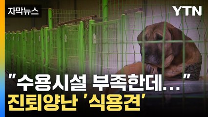 [자막뉴스] 안락사 계획 없다지만...궁지에 몰린 '식용견' / YTN