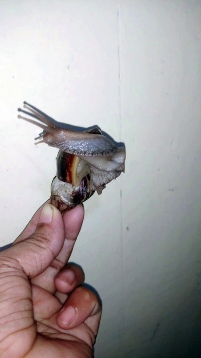 Snail attack my home