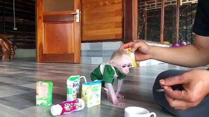 Dad was confused when baby monkey Bon don't like milk