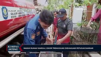 Masuk Rumah Warga, 2 Ekor Trenggiling Dievakuasi Petugas Damkar