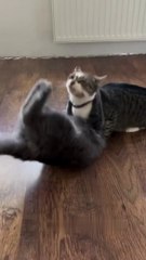 "Cats Being Cats: The Ultimate Feline Follies!"