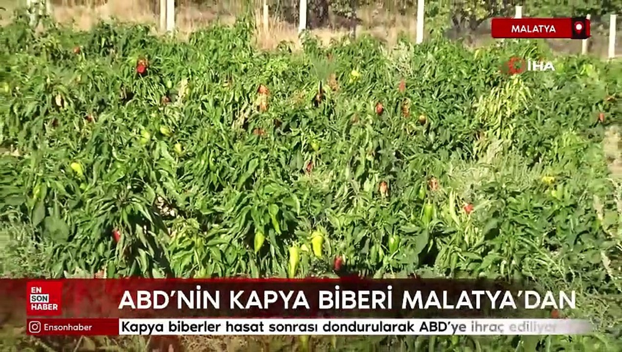 Malatya'da ekimi yapılan kapya biberler, dondurularak ABD'ye ihraç ediliyor