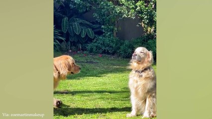 You Can_t Stop Laughing At These Funny Dogs  NEW Funny Dog Videos 2024(720P_HD)