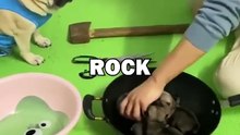 PUG PLAYS ROCK PAPER SCISSORS! #pugs #pug #dogs #animalstories #funny #cute