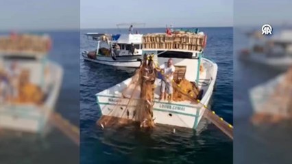 Ağlarına bol miktarda palamut takılan balıkçının sevinci kamerada