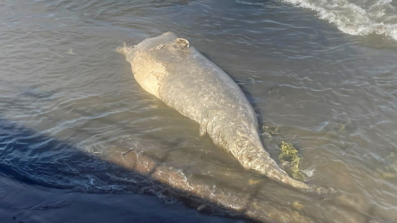 Ein zweiter toter Wal ist an einen Strand gespült worden