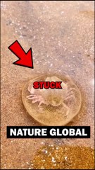 BABY CRAB RESCUE! #animalstories #animals #crabs #animalrescue