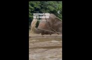 Thaïlande : une centaine d'éléphants piégés par les inondations