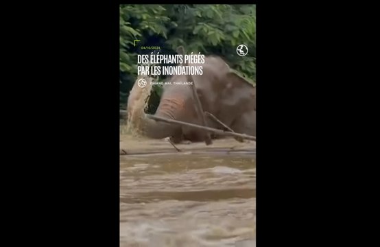 Thaïlande : une centaine d'éléphants piégés par les inondations