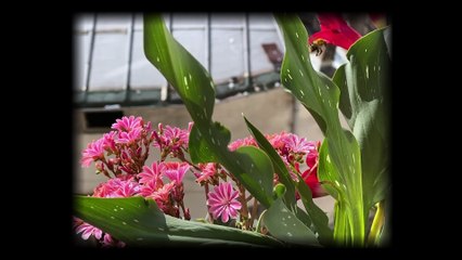 Le documentaire : matière à penser #6 - La comédie documentaire, le 2 octobre 2024 (2e partie)