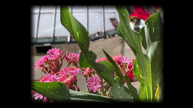 Le documentaire : matière à penser #6 - La comédie documentaire, le 2 octobre 2024 (2e partie)