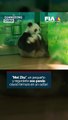 ¡Sólo quería dormir! El apacible sueño de un Panda se volvió viral