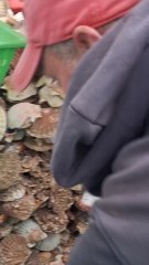 Pêche à la coquille Saint-Jacques, l'épreuve du tri