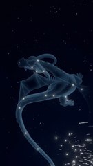 Des ÉTOILES FILANTES visibles en FRANCE