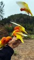 yellow parrots in hands