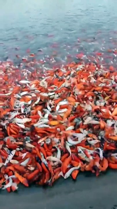 Orange fish without water