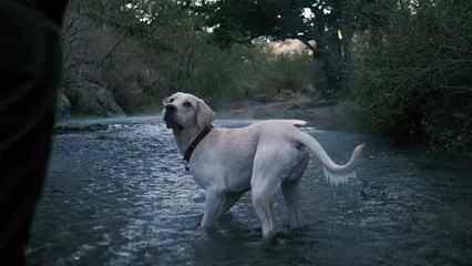 dog-catches-a-ball-in-a-river