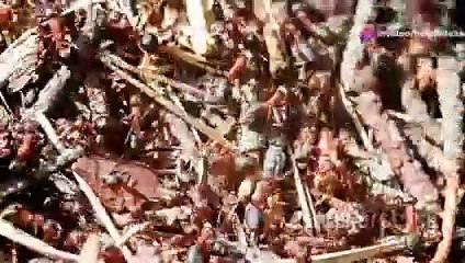 مفاجأة علمية.. النمل عرف الزراعة قبل البشر بأكثر من 66 مليون سنة