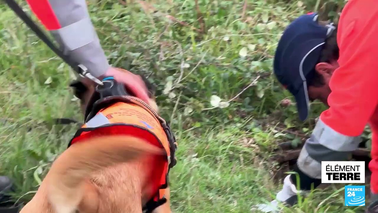 France : des chiens capables de détecter l'eau...