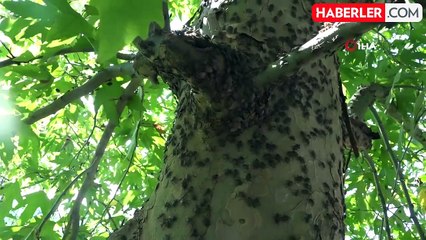 Ordu'da Kahverengi Kokarca ile Topyekun Kışlak Mücadelesi Başlıyor