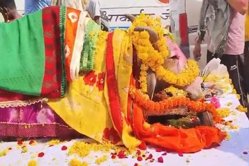 छत्तीसगढ़ में धूमधाम से निकली गाय की अंतिम यात्रा