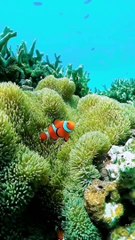 Beautiful Sea Creatures