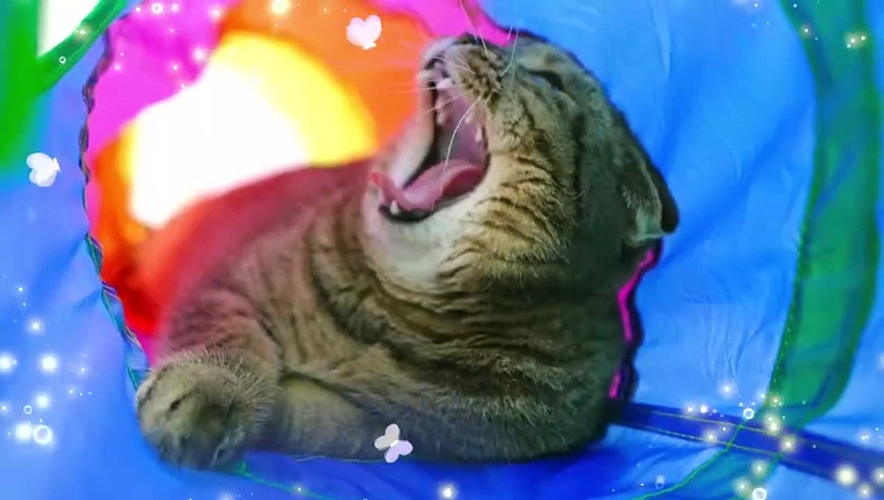 Baby Adam is Missing. Oliver and Mom go searching