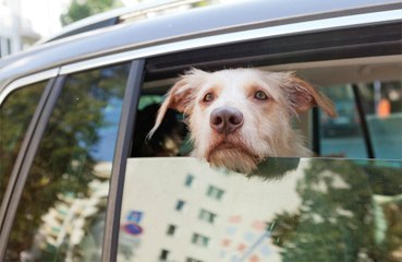 Dogs make humans slow down speech when giving commands