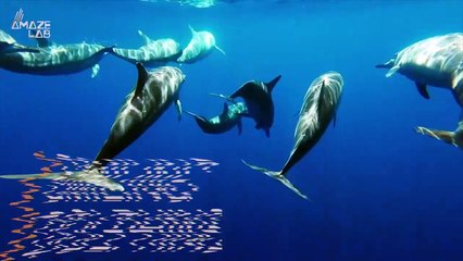 Study Finds Dolphins ‘Smile’ to Initiate Play Similar to Humans and They’re Infectious