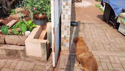 Gatinha cai em buraco, fica presa e precisa ser resgatada